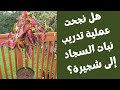 نتيجة تحويل نبات السجاد إلى شجرة