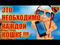 Обязательно Сделайте Это Для Своей Кошки! Это Необходимо Каждой Кошке!