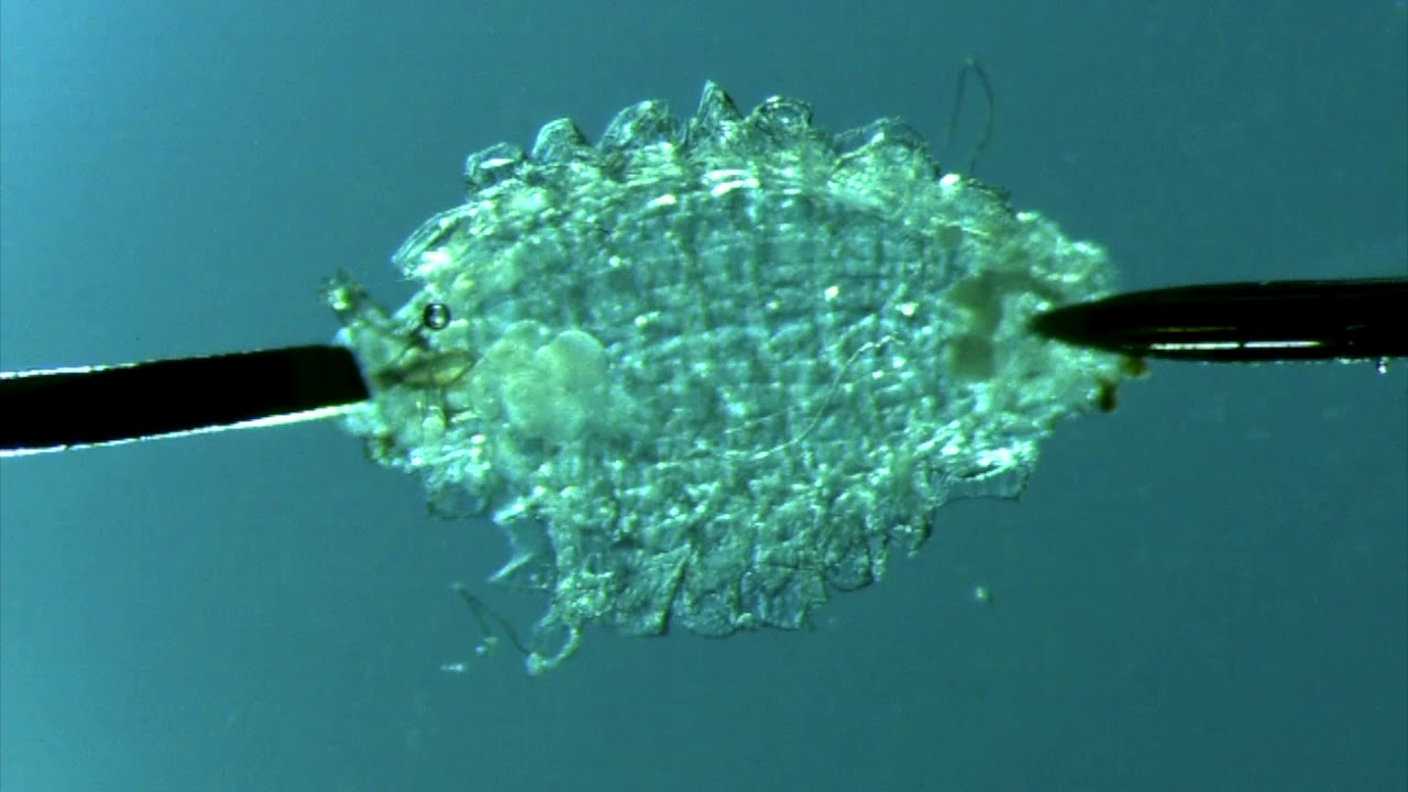 Drosophila Dissection