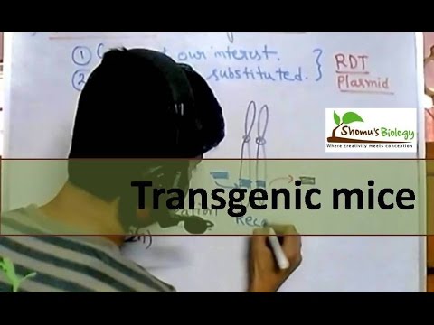 वीडियो: ट्रांसजेनिक चूहों का क्या अर्थ है?