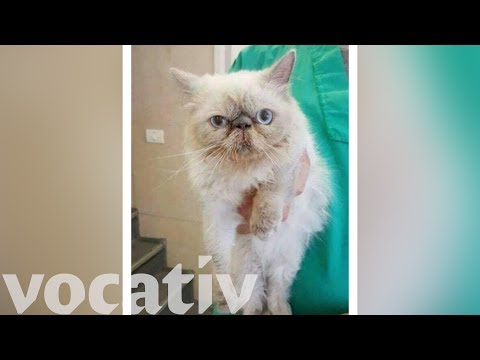 Meet The Gaza Cat Who Crossed The Israeli–Palestinian Border For Life-Saving Surgery - Meet The Gaza Cat Who Crossed The Israeli–Palestinian Border For Life-Saving Surgery