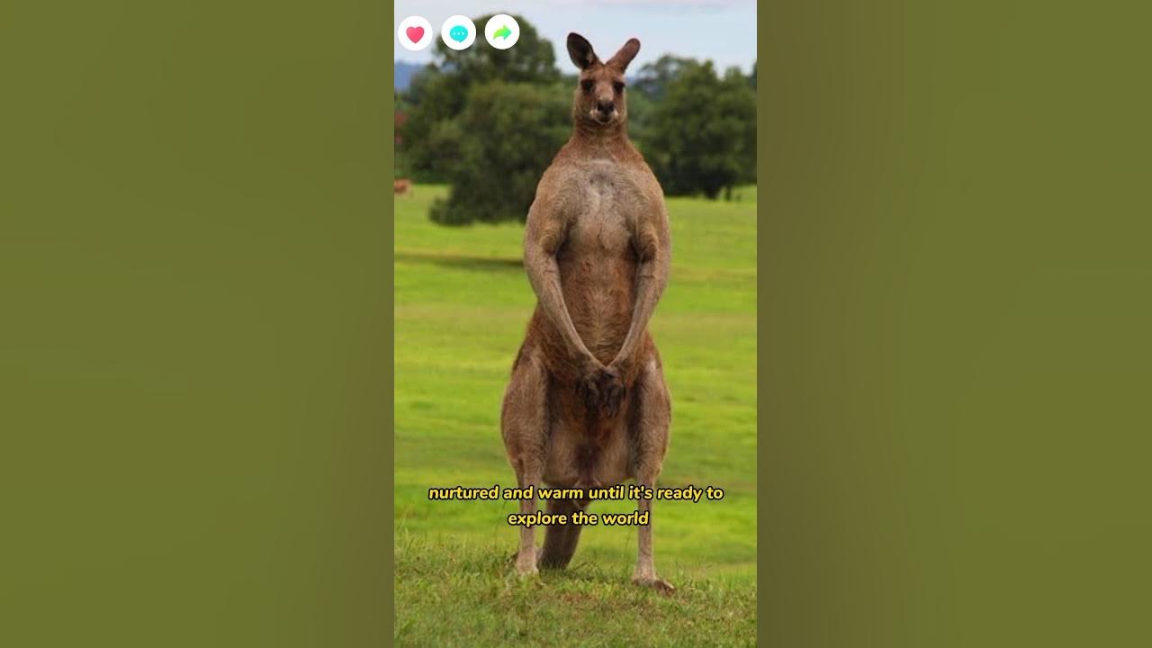 Why kangaroos have pouch 👝 youtubeshorts facts knowledge 