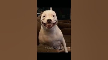 IF YOU SEE YOUR DOG DOING THIS IMMEDIATELY RUN AND HIDE😨