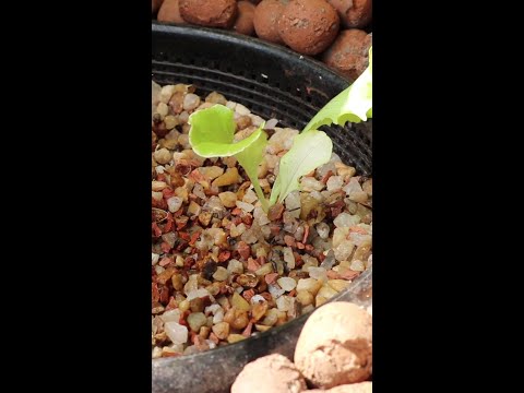Vídeo: O que é aquaponia: aprenda sobre o cultivo de plantas aquapônicas