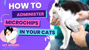 How to Insert a Microchip into a Kitten or Cat
