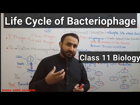 Life Cycle of Bactetiophage | Lytic and Lysogenic Cycle | Class 11 Biology