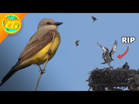 Video: Quanto costa un Kingbird orientale?