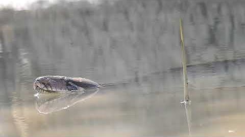 Indian rock python ( python molurus )