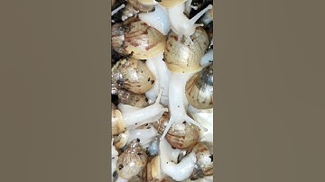ỐC SÊN BẠCH NGỌC tập 106 🐌 Ốc sên chân Trắng 🐌 albino snails #short