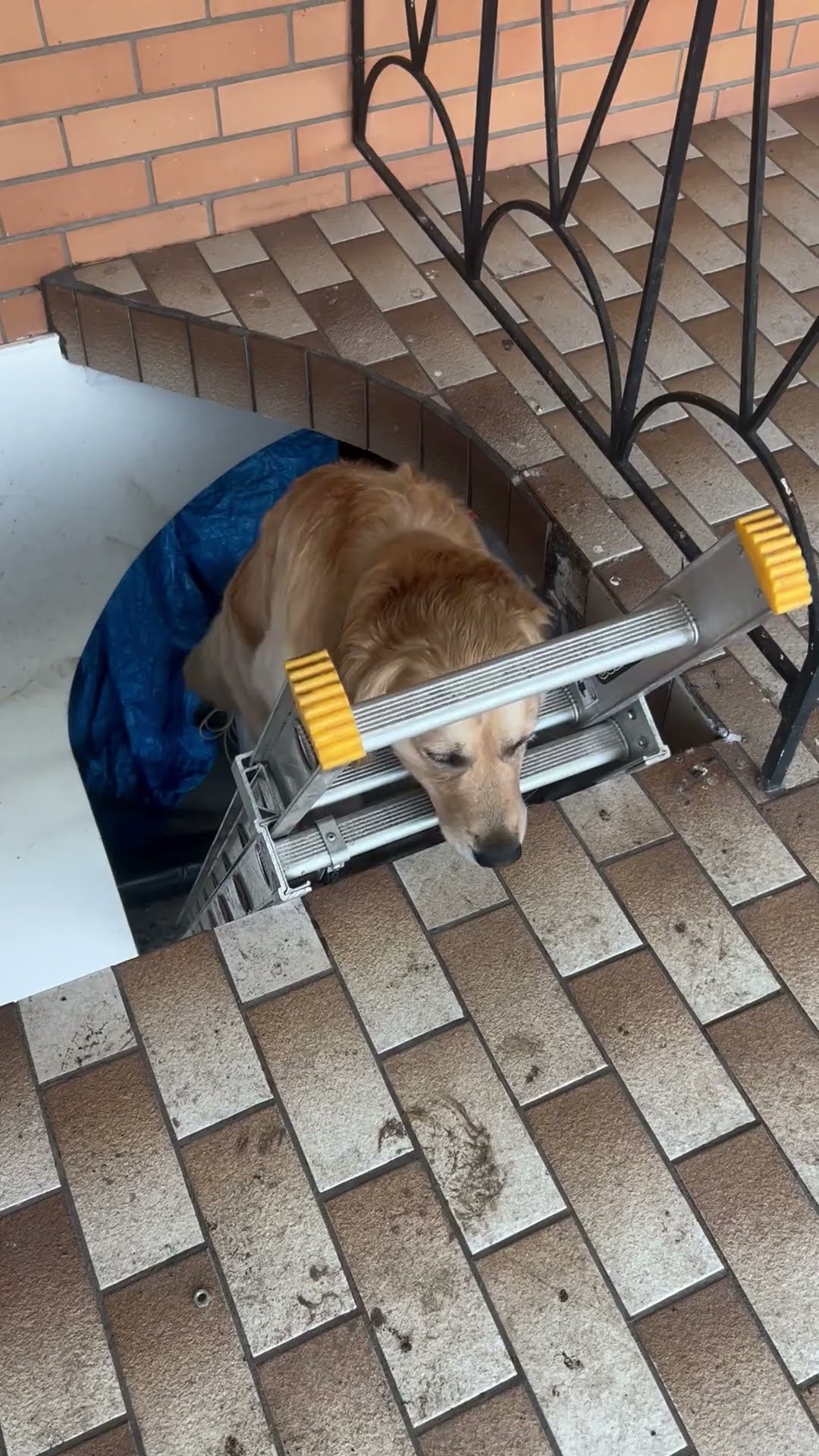 Golden Retriever Follows His Human Up Ladder || ViralHog
