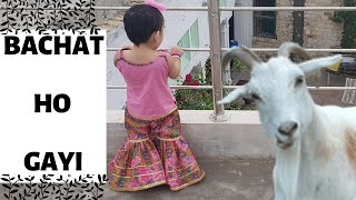 Bakra Eid 2020 | Stacking Challenge | Scary goat