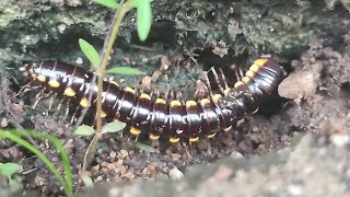 Hunting Harpaphe haydeniana the yellow-spotted millipede