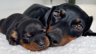 Mini Dachshund puppies 9 days old.