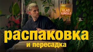 видео: ЗЕЛЕНЫЕ НОВОСТИ: обзор и распаковка НОВЫХ РАСТЕНИЙ + пересадка и спасение МОНСТЕРЫ картинка: ЗЕЛЕНЫЕ НОВОСТИ: обзор и распаковка НОВЫХ РАСТЕНИЙ + пересадка и спасение МОНСТЕРЫ