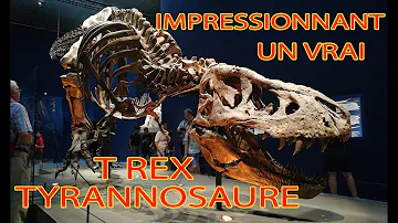 Où trouver des dinosaures en France ?