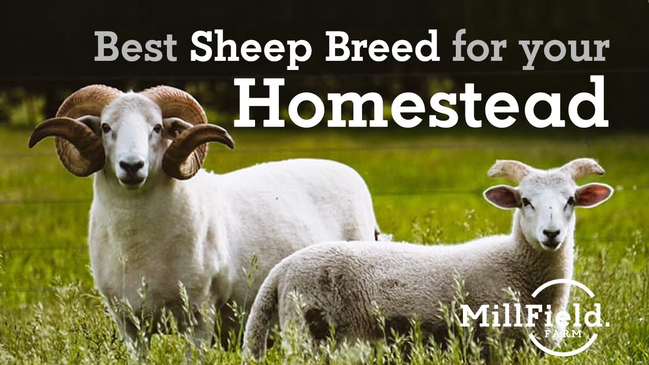 Best sheep breed for your Homestead