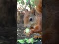 Frische Haselnüsse | Fresh Hazelnuts