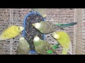 كيف تأكل طيور البادجي بذور عباد الشمس..؟  هل تأكلها..؟؟  تجربة أول مرة لطيور البادجي
