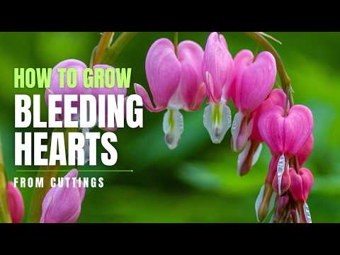 How to Grow Bleeding Hearts (Dicentra spectabilis) from Cuttings | Perennial Garden
