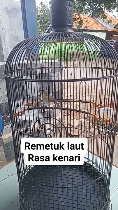 Remetuk laut gacor Rasa kenari #kicaumania #kicaumanianusantara #masteranburung