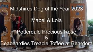 Ch. Potterdale Precious Rose vs Beabeardies Treacle Toffee at Beardora by BraemoorBeardies 73 views 2 months ago 1 minute, 20 seconds