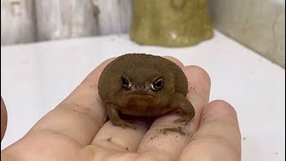 Cute rain frog that definitely doesn't want to go in the water