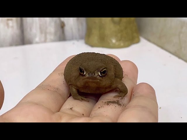 Cute rain frog that definitely doesn't want to go in the water