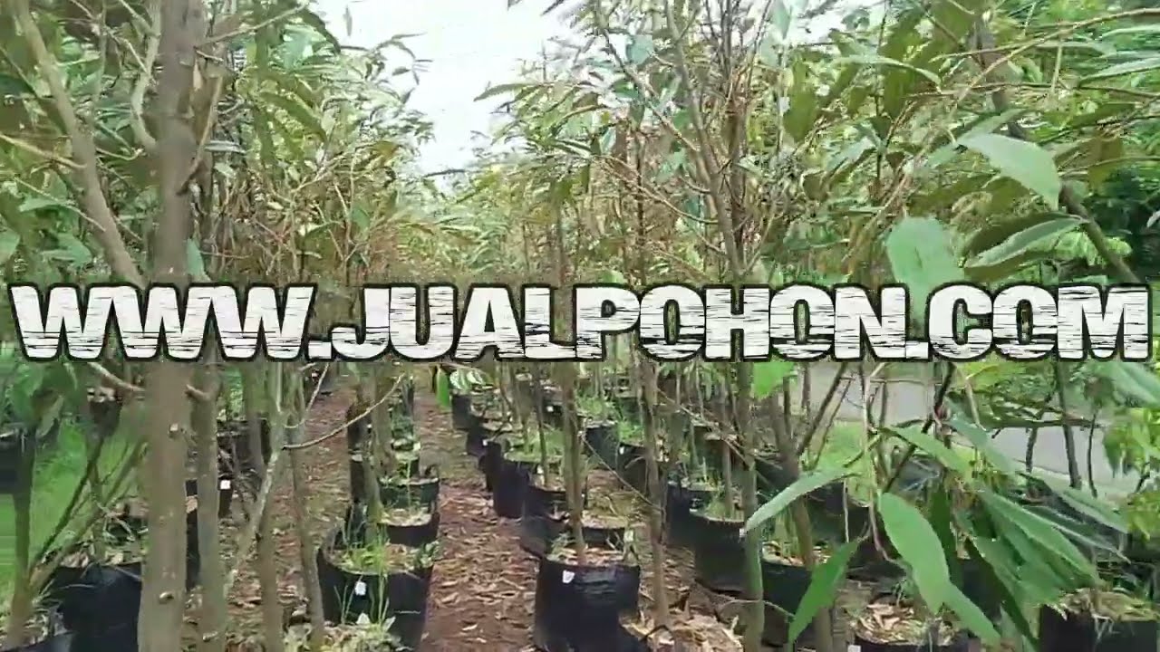 Jual Pohon Buah Durian Musangking 2 Meteran Stok Banyak
