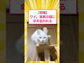 【悲報】ワイ、実家の猫に命を狙われる#5ch #猫