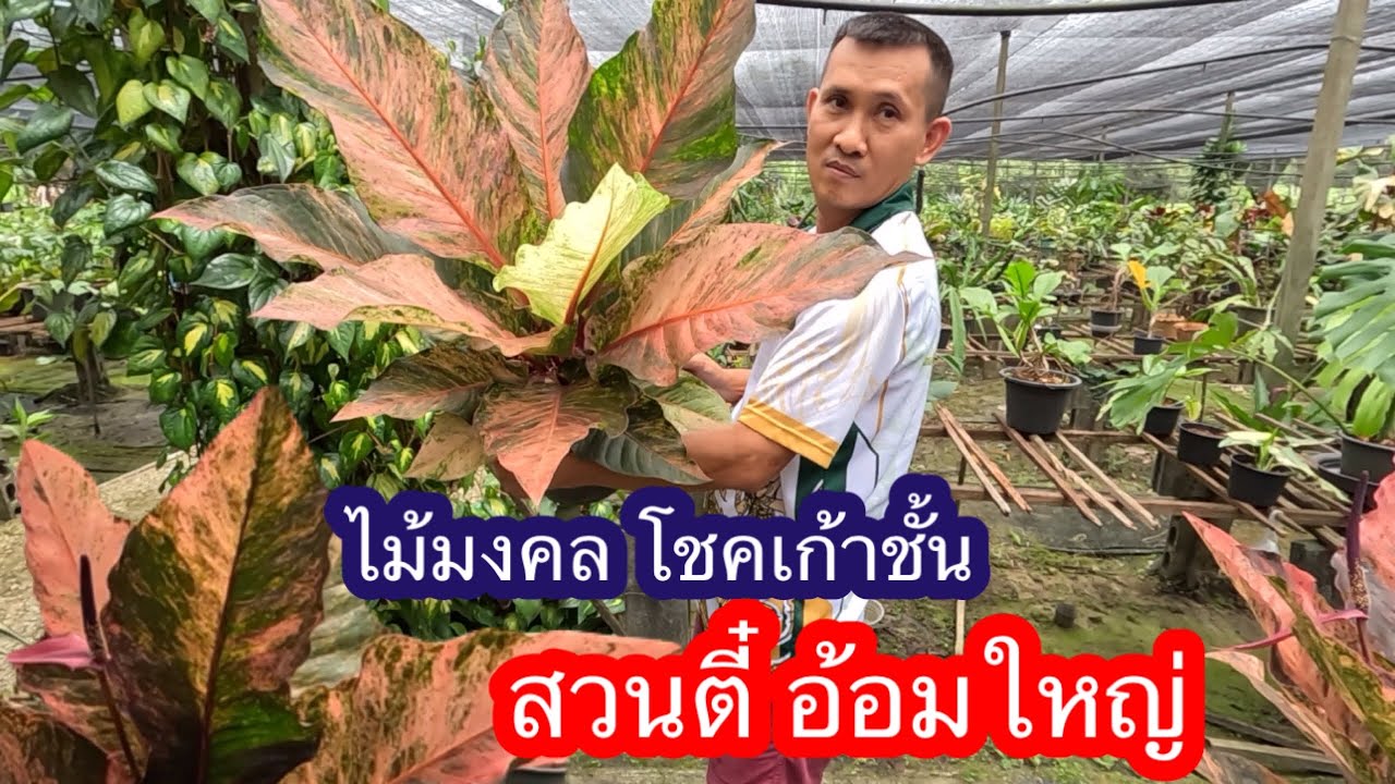 สวน ตี๋ อ้อมใหญ่ ไม้มงคลโชคเก้าชั้น