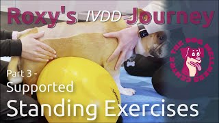 Roxy's IVDD Journey: Part 3 - Supported Standing Exercises by The Dog Wellness Centre 4,196 views 1 year ago 2 minutes, 12 seconds