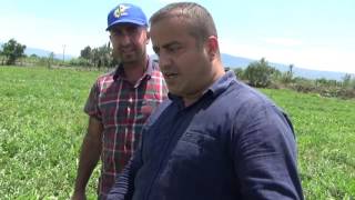 Sultanhisar - Tüccarın Beğendiği Aradığı Karpuz Nasıl Yetiştirilir - Karpuz Tarımı