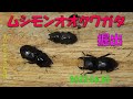 ムシモンオオクワガタ成虫掘出2022 06 30