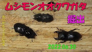 ムシモンオオクワガタ成虫掘出2022 06 30