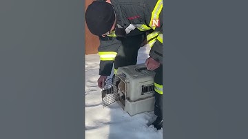 Lost Red Panda Surprised To See Firefighters In Hiding Spot