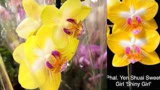 Обзор орхидей В Леруа Мерлен Самара ТЦ Мега - Sweet Girl (Сладкая девочка), Strawberry fields, Venet