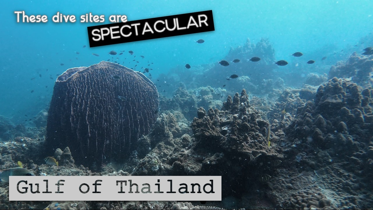 Can DJI Osmo Action 4 Still Impress in 2026? Underwater footage from Gulf of Thailand