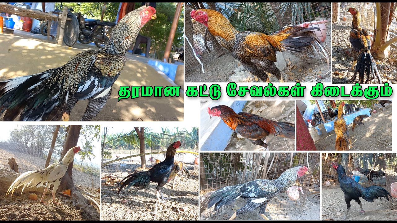 கீரி சேவல் மற்றும் கட்டு சேவல் வளர்ப்பில் அசத்தும் இளைஞர் | RSK KATTUKKALAM