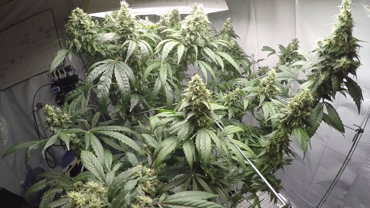 Week 10 of Flowering (Harvest Time) In the Current Culture H2O Undercurrent system