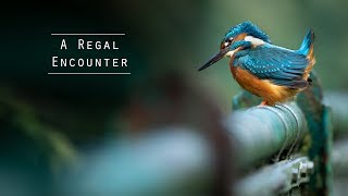 Kingfishers - Urban Wildlife Photography