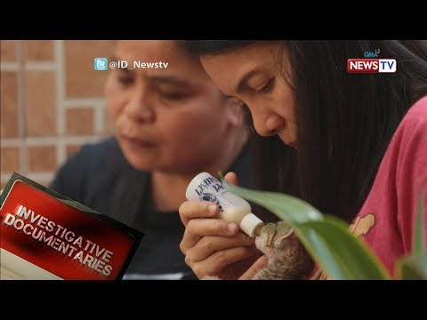 Video: Maraming Kulay Na Gatsania Chamomile