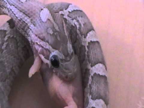 video phone beyonce mp3 Harmony Feed 14th March 2012