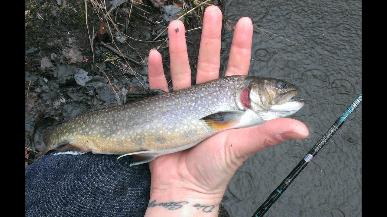 Rainy Day Connecticut Trout Fishing YouTube