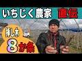 いちじく挿し木 生産農家直伝 8か条 いちじくVlog #10 2021