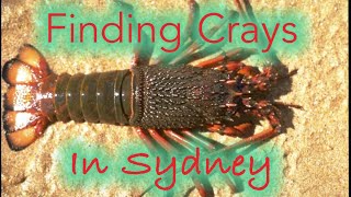 Finding Crays in Sydney - Looking for Lobsters 4K