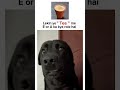 #tweetreels #brokenheart #sadstatus #sad #lofimusic #lofichill #aesthetics #thouths #memes #cat