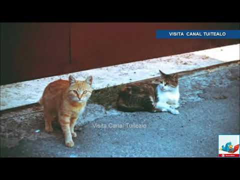 Vídeo: La Ciudad Neozelandesa De Omaui Quiere Prohibir Los Gatos Domésticos Para Salvar A Las Aves