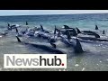 Pretty upsetting heartbreaking scenes as 160 whales stranded in western australia  newshub