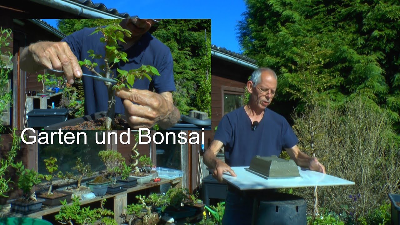 Garten und Bonsai Aktuelles und neue Ideen verwirklichen