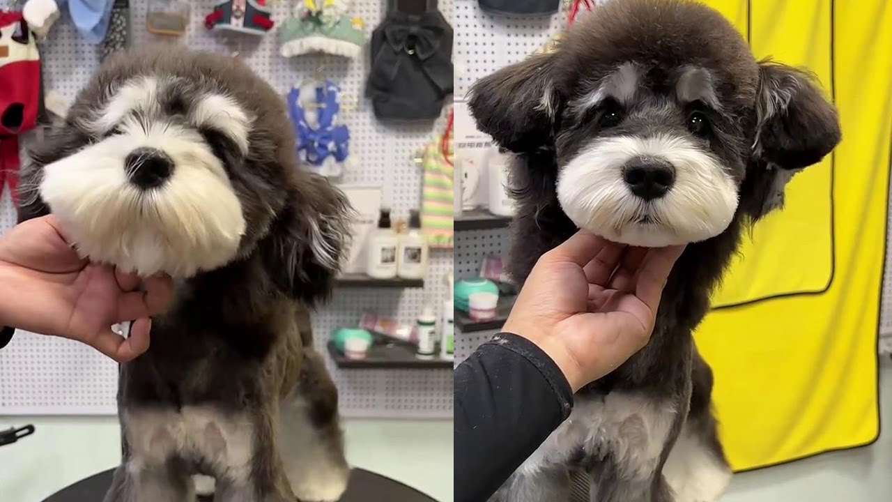 Puppy Taller Than a Person Cuts Hair, so Beautiful YouTube